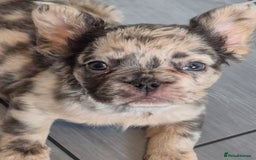 French Bulldog dogs for sale: Fluffy french bulldogs +c2  - Image 38