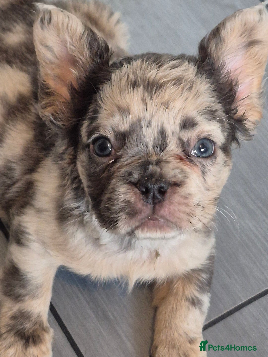 French Bulldog dogs for sale: Fluffy french bulldogs +c2  - Image 38