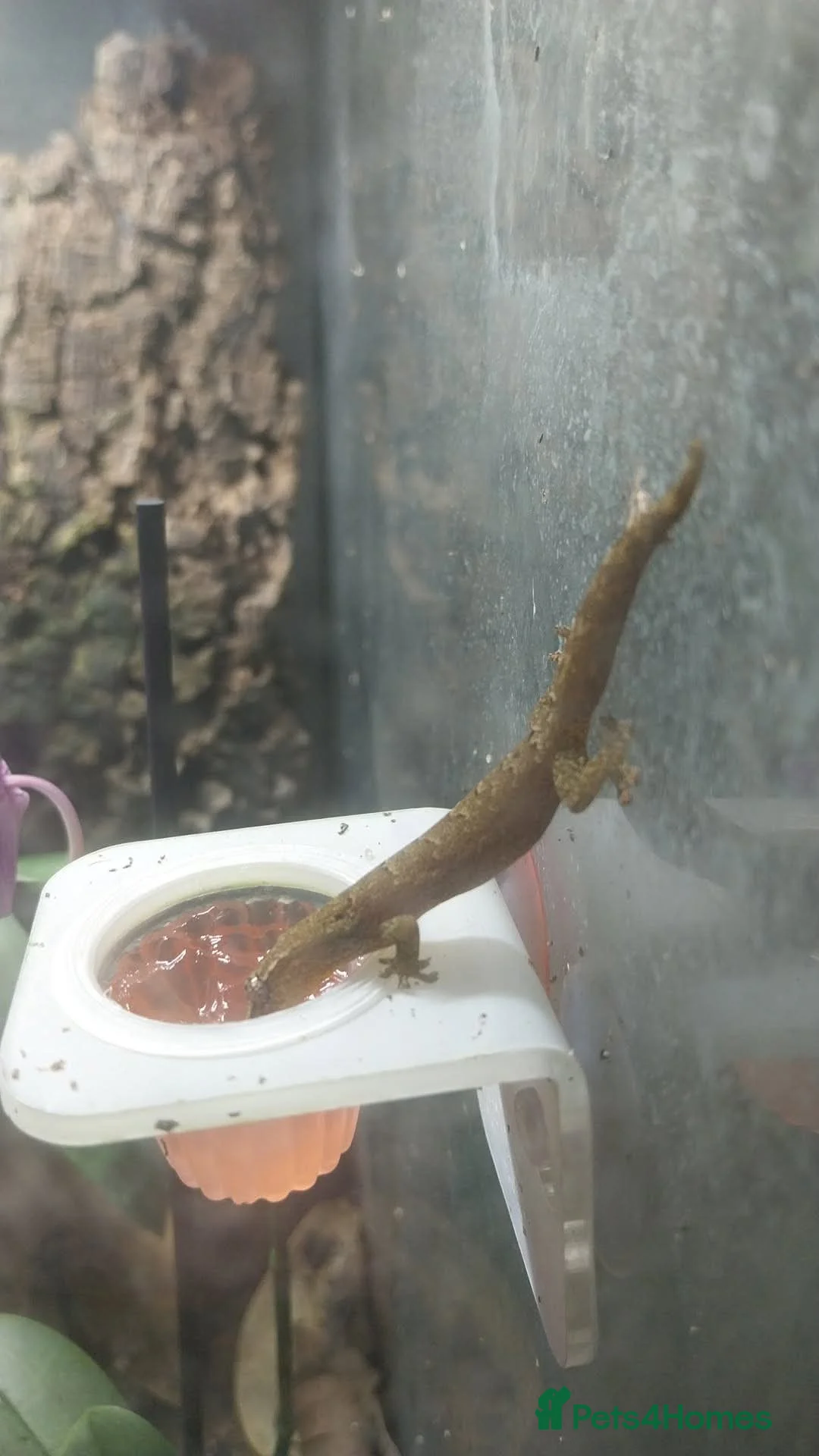 Gecko reptiles for sale: Mourning geckos. - Advert 35