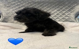 Schnoodle dogs for sale: Beautiful Schnoodle Puppies For Sale - Image 12
