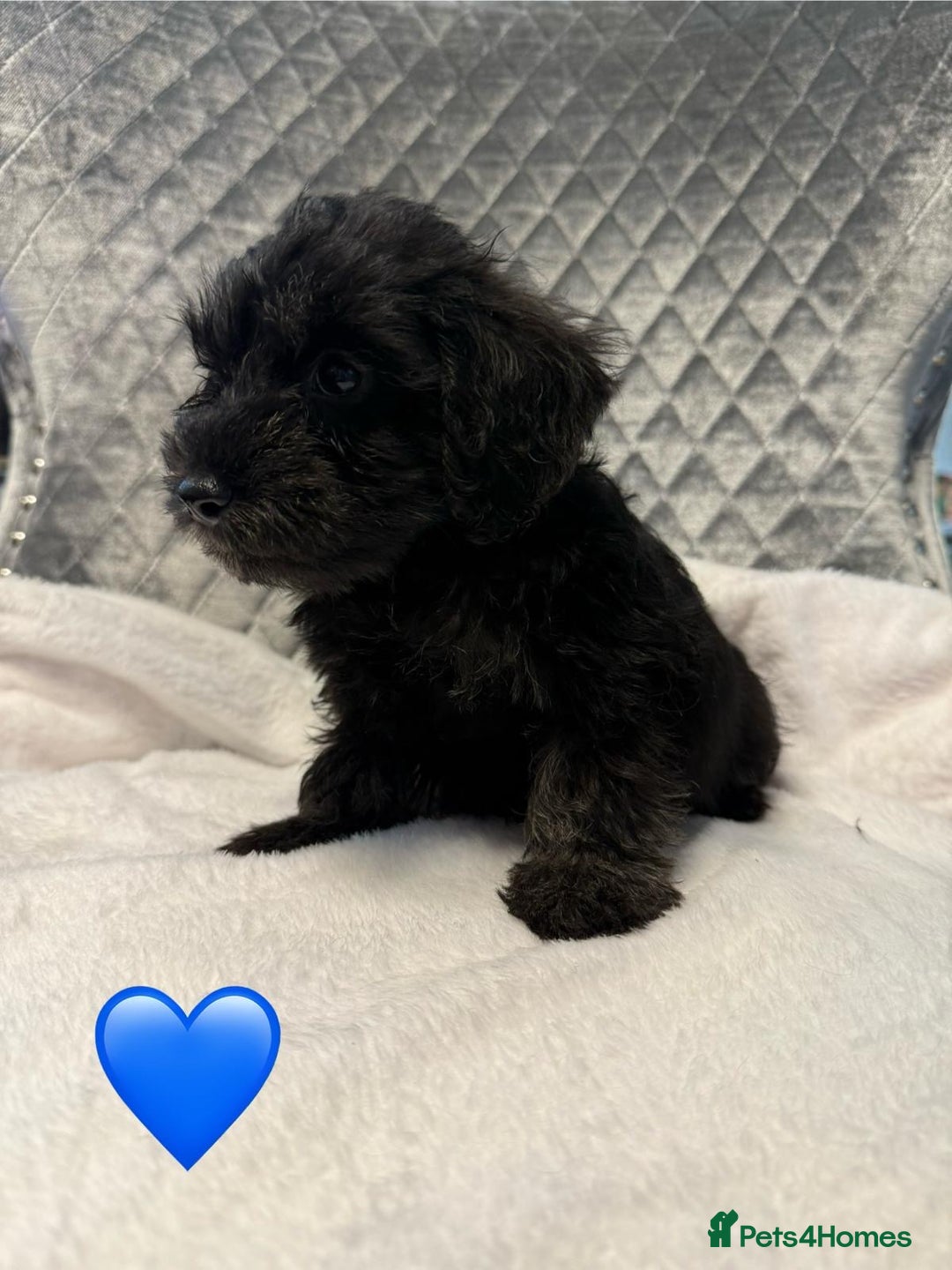 Schnoodle dogs for sale: Beautiful Schnoodle Puppies For Sale - Image 12