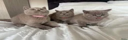 British Shorthair cats for sale: British short hair kittens  - Advert 2