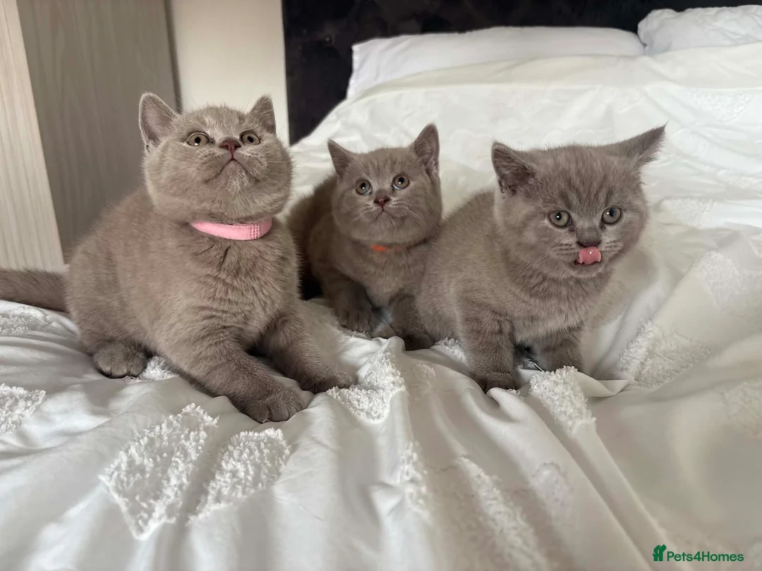 British Shorthair cats for sale: British short hair kittens  - Advert 2
