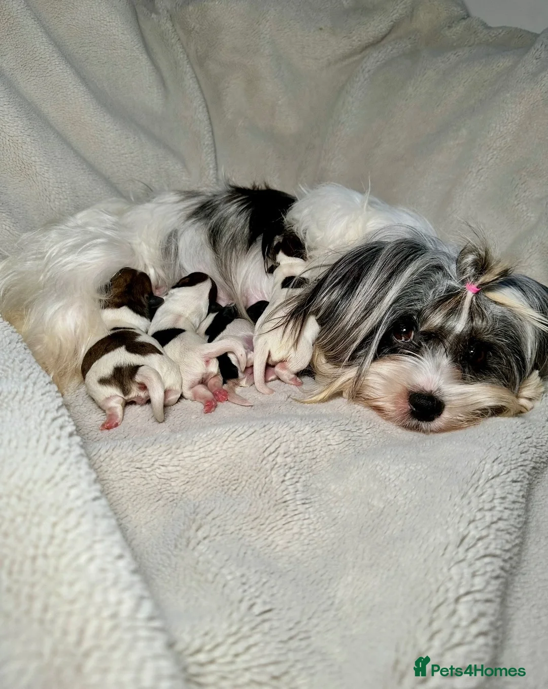 Biewer Terrier dogs for sale: Beautiful Small Biewer YorkieTerrier Boy Ready Now - Advert 21
