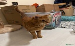 Domestic Shorthair cats for sale: Ginge male cat 2 years old  - Image 10