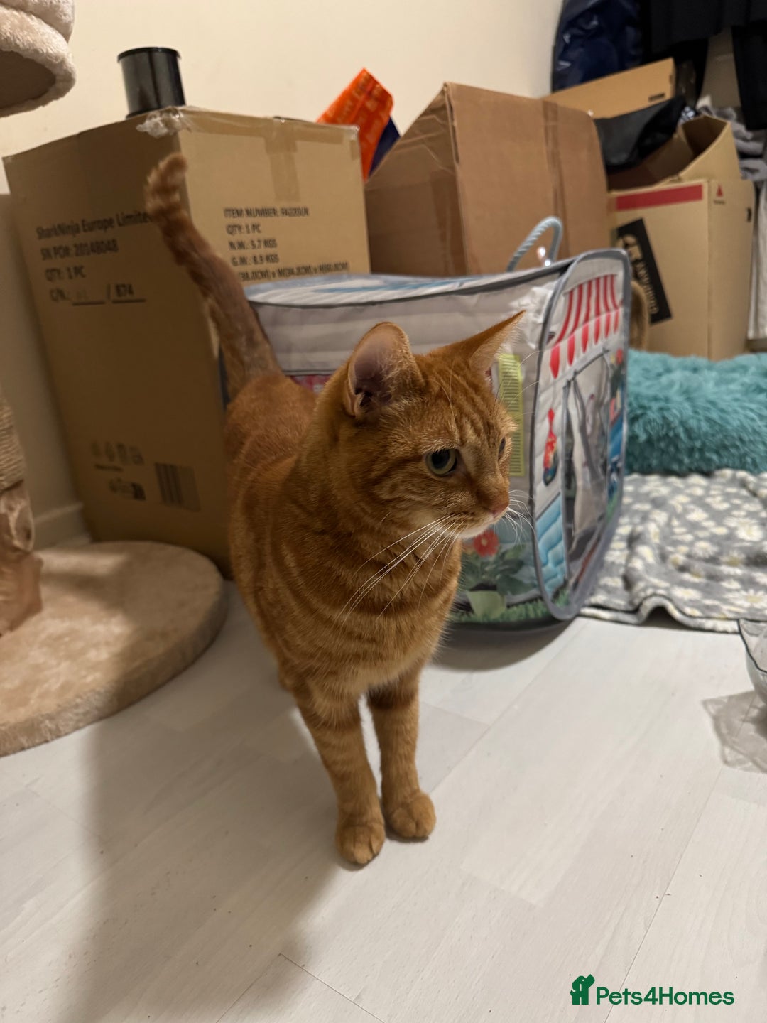 Domestic Shorthair cats for sale: Ginge male cat 2 years old  - Image 10