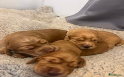 Cocker Spaniel dogs for sale: Working fox red/ginger cocker spaniels  - Image 23