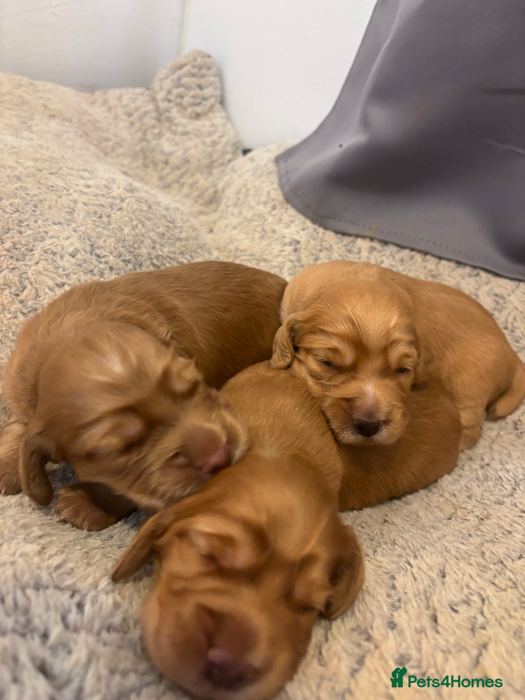 Cocker Spaniel dogs for sale: Working fox red/ginger cocker spaniels  - Image 23