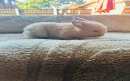 Mini Lop rabbits for sale: 6 baby mini lops ready to reserve  - Image 2