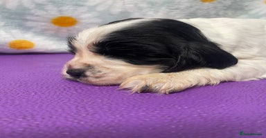 Cocker Spaniel dogs Beautiful show cocker spaniel babies - Advert 4