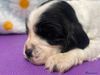 Cocker Spaniel dogs - Advert 33