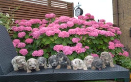 English Bulldog dogs for sale: Outstanding English bulldog puppies  - Image 1