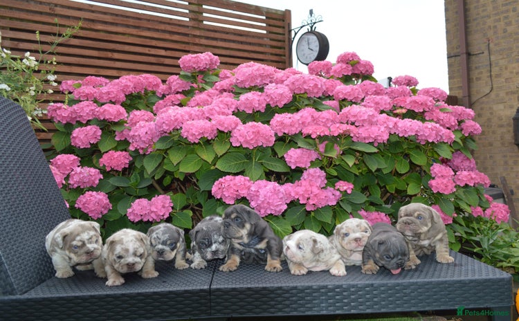 English Bulldog dogs - Advert 1