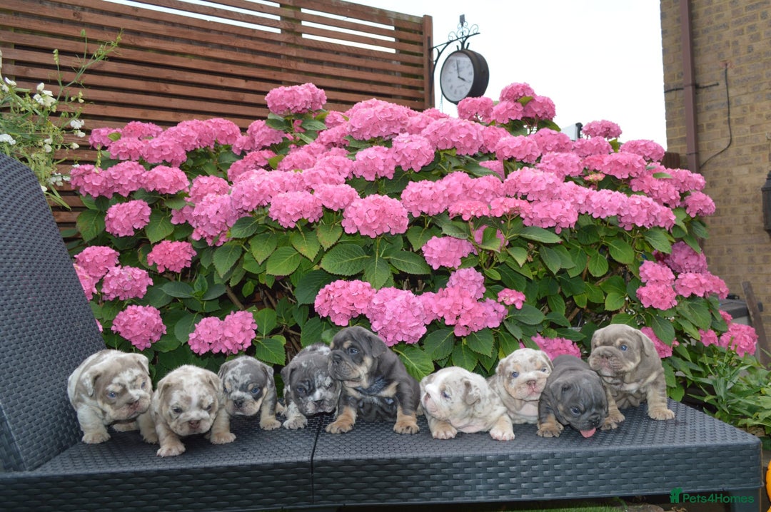 English Bulldog dogs for sale: Outstanding English bulldog puppies  - Image 1