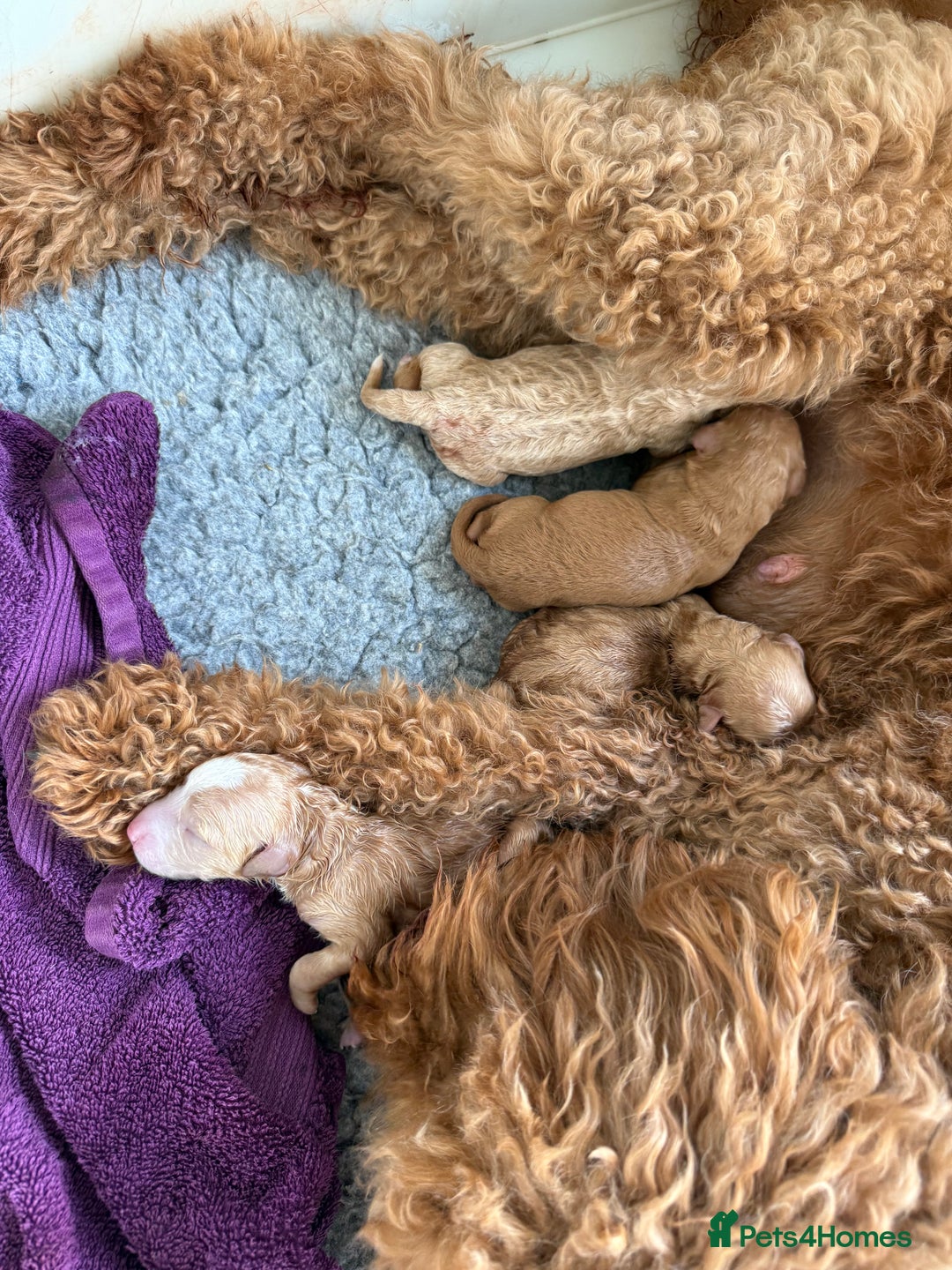 Mixed Breed dogs for sale: Health Tested miniature Goldendoodles  - Image 9