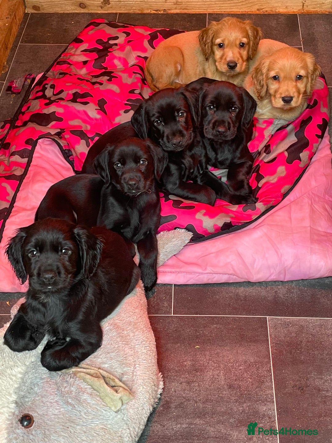 Cockerdor dogs for sale: 2 Beautiful black boy cockerdour puppies  - Image 21
