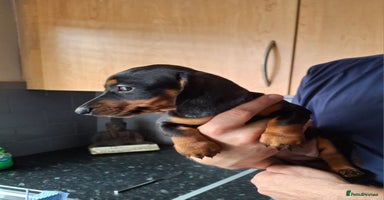 Dachshund dogs - Advert 9