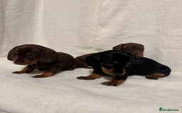 Dachshund dogs for sale: Dachshund puppies are Looking for Homes!  - Image 11