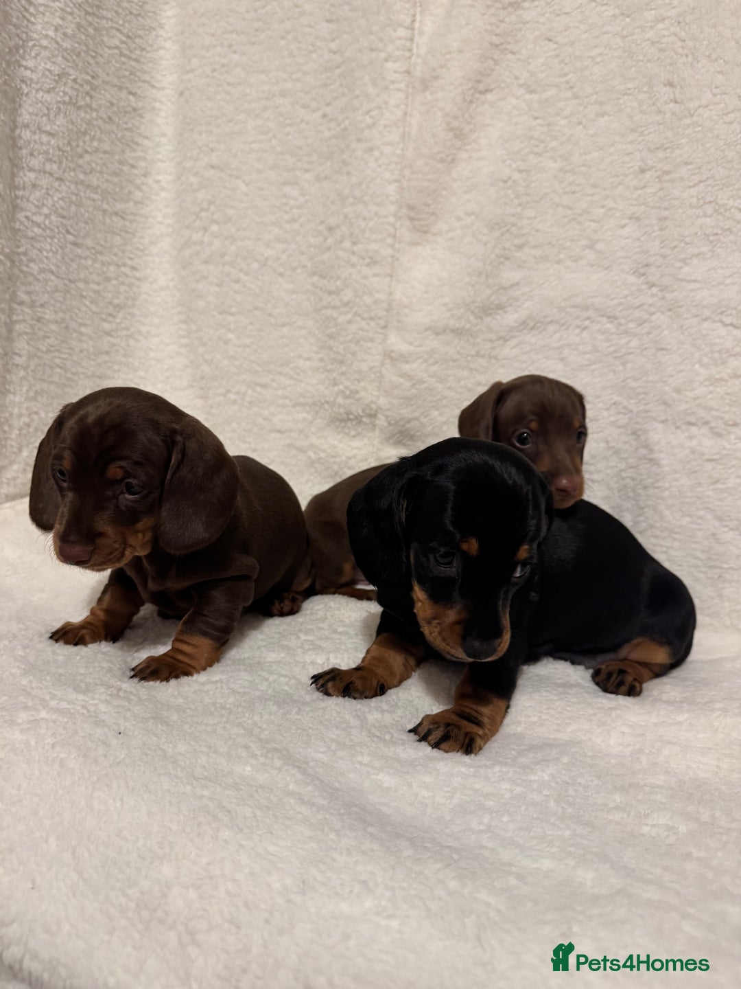 Dachshund dogs for sale: Dachshund puppies are Looking for Homes!  - Image 11