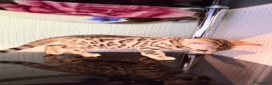Bengal 8 brown