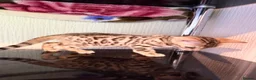 Bengal cats for sale: TICA, GCCF Champion Bloodline Bengal Kittens in London - Advert 38