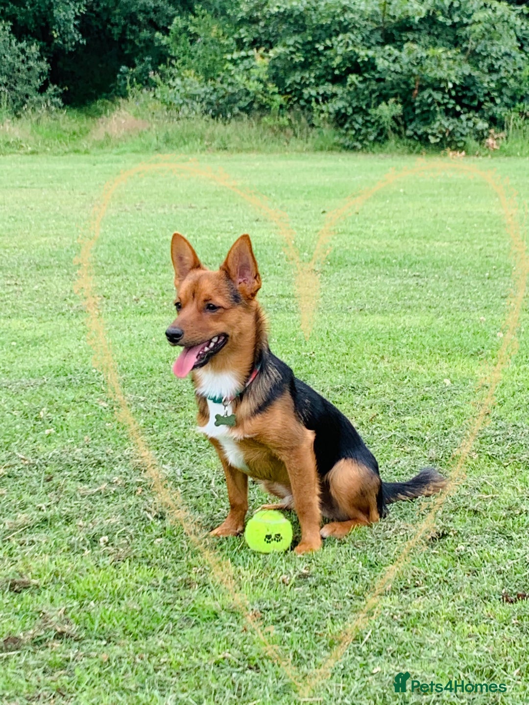 Mixed Breed dogs for sale: Cutie Milo  - Advert 1