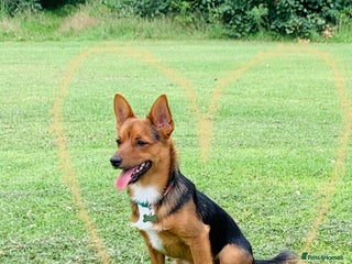 Mixed Breed dogs Cutie Milo - Advert 1