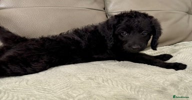 Labradoodle dogs - Advert 4