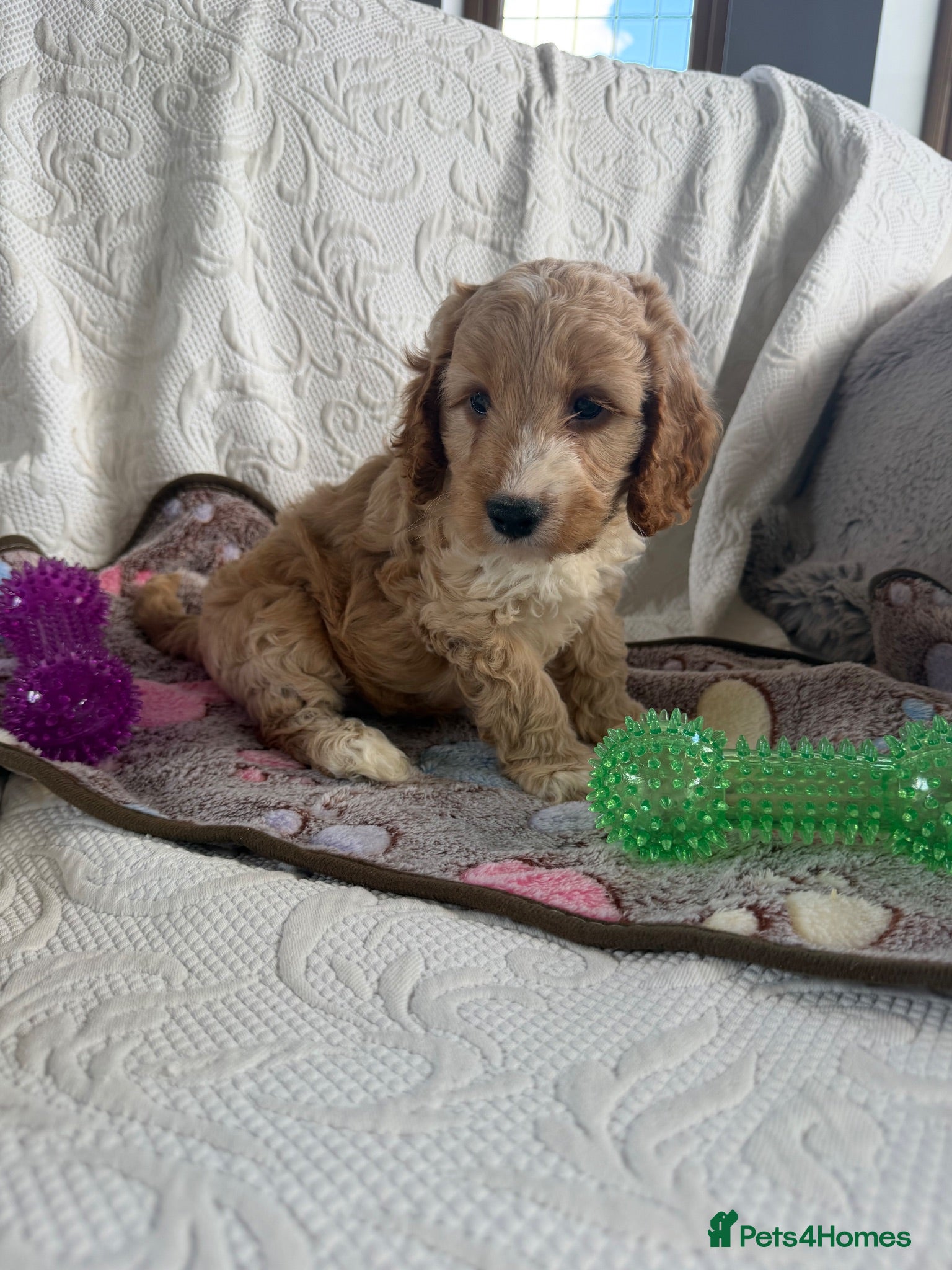 Cockapoo dogs Toy cockapoo - Advert 2