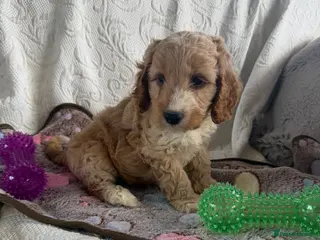 Cockapoo dogs Toy cockapoo - Advert 2