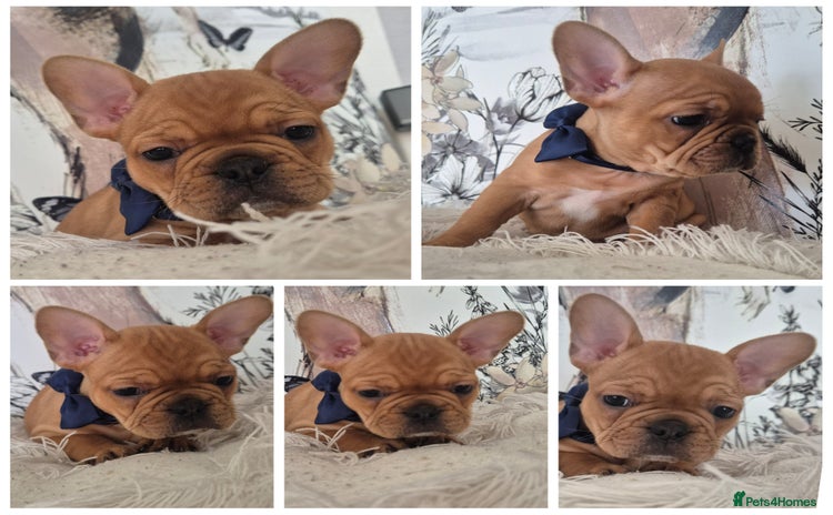 French Bulldog dogs - Advert 2
