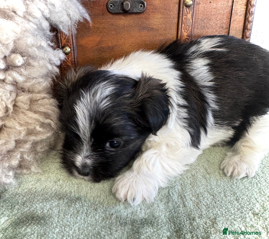 Maltese dogs for sale: Maltese x terrier - Advert 14