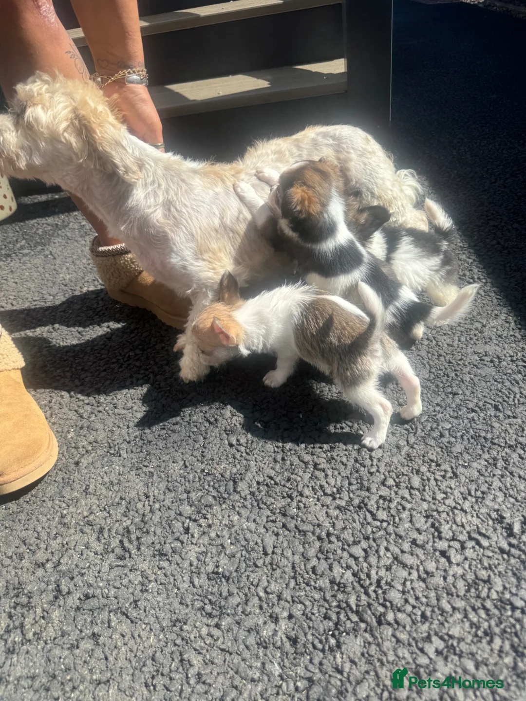 Mixed Breed dogs for sale: Bichon freeze cross Chihuahua - Advert 2