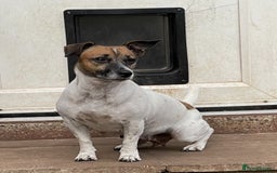 Jack Russell dogs for sale: 5 Jack Russel Puppies - Image 16