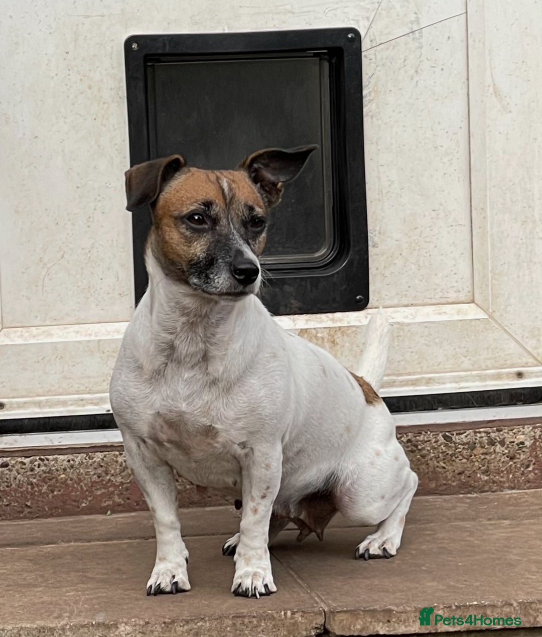 Jack Russell dogs for sale: 5 Jack Russel Puppies - Image 16