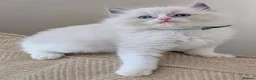 Ragdoll cats for sale: 🏆 GCCF Champion Ragdolls • Active Considered - Advert 28