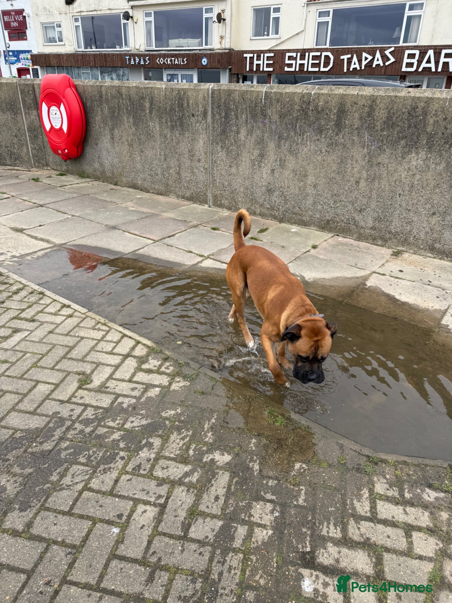 Mixed Breed dogs for sale: Active and Loving Boy Needing Loving Home  in Bury Saint Edmunds - Advert 2