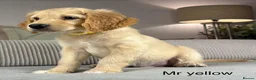 Goldendoodle dogs for sale: BEAUTIFUL HEALTHY CHUNKY PUPPIES  - Advert 11