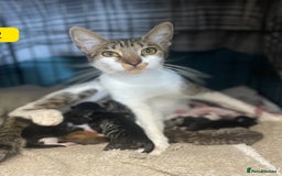 British Shorthair cats for sale: 7 kittens  - Image 16