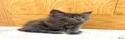 Maine Coon cats for sale: Stunning Fluffy Maine Coons - Advert 22