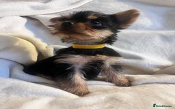 Yorkshire Terrier dogs for sale: Pure Yorkshire Terrier puppies for sale  - Image 5