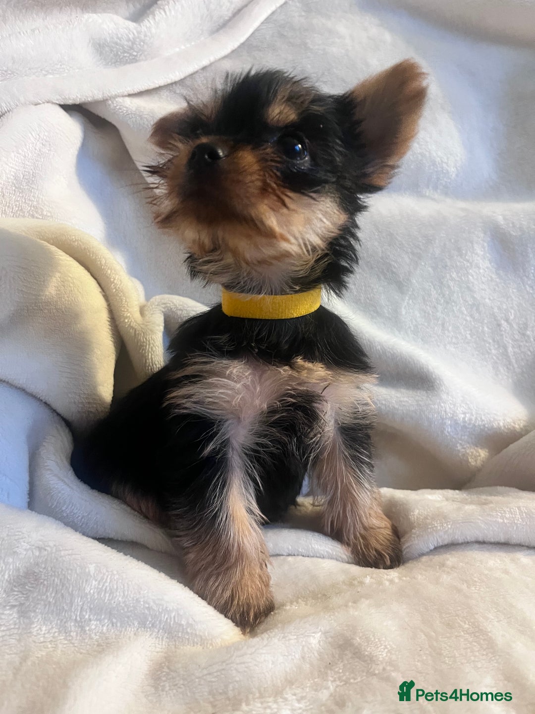 Yorkshire Terrier dogs for sale: Pure Yorkshire Terrier puppies for sale  - Image 5