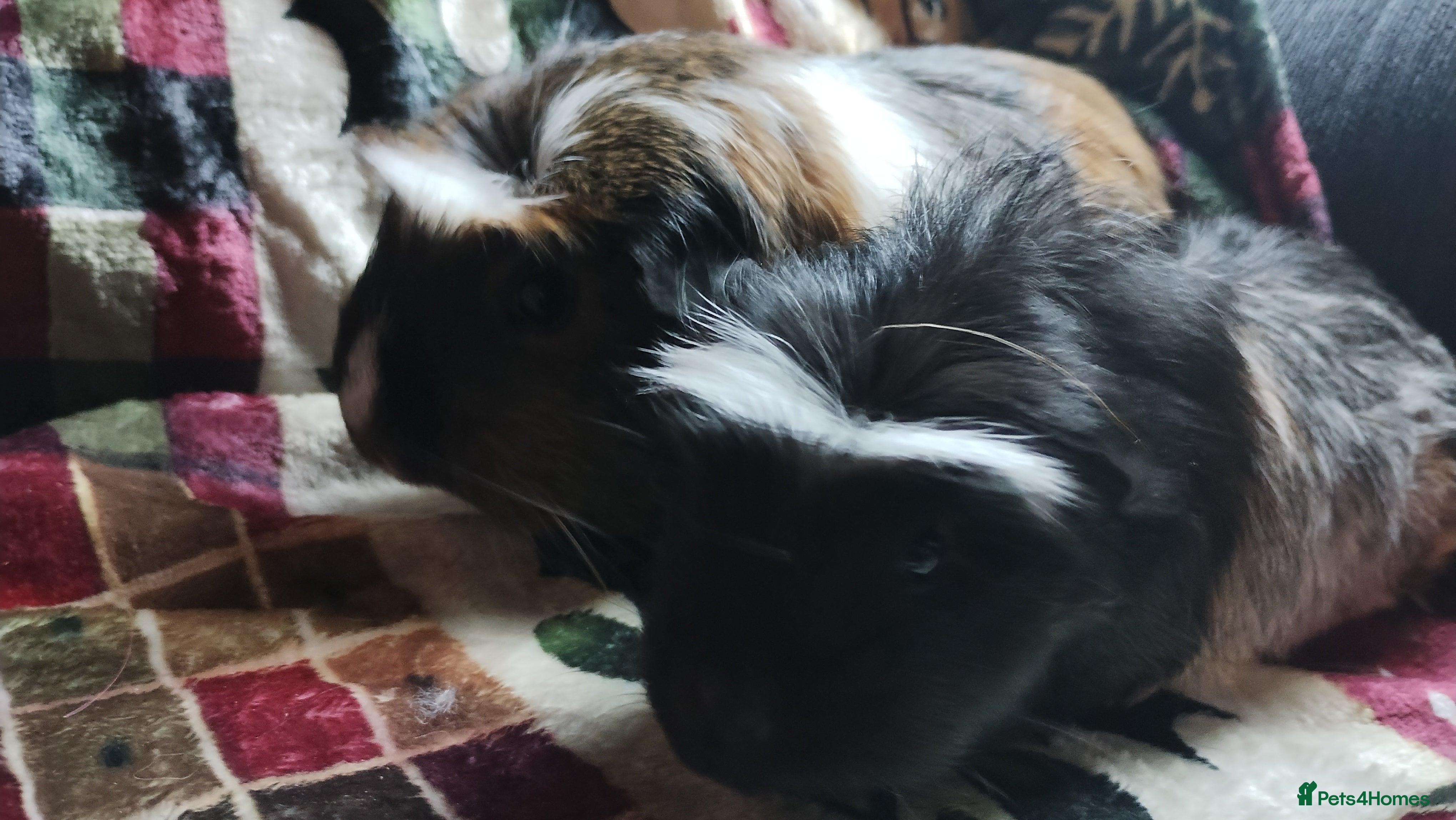 Guinea Pig rodents Mother and daughter pair of female guinea pigs  - Advert 1