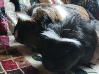Guinea Pig rodents Mother and daughter pair of female guinea pigs - Advert 1