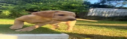 Labrador Retriever dogs for sale: Beautiful KC registered pups ready for their home - Advert 8