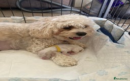 Cavachon dogs for sale: Cavalier King Charles X Cavachon - Image 11