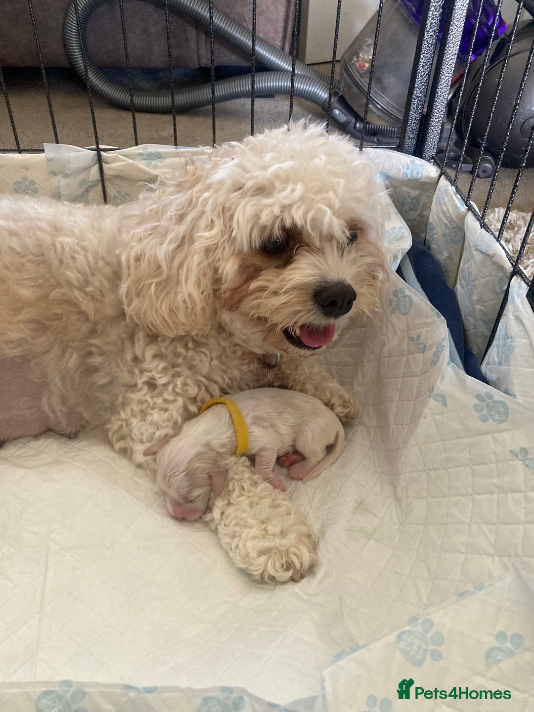 Cavachon dogs for sale: Cavalier King Charles X Cavachon - Image 11