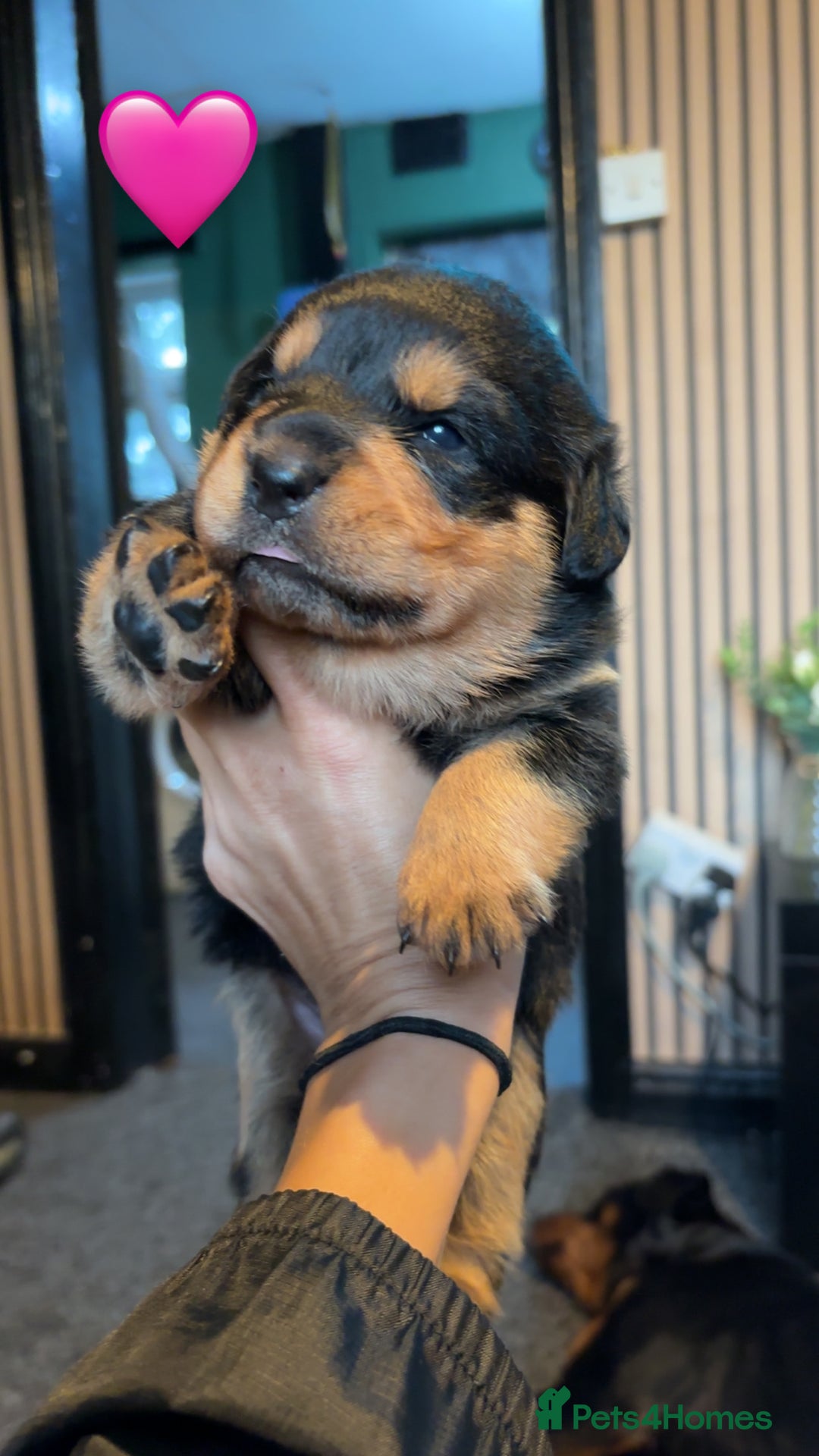 Rottweiler dogs for sale: Rottweiler puppy - Image 2