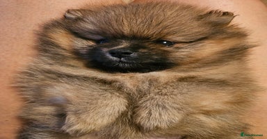 Pomeranian dogs - Advert 11