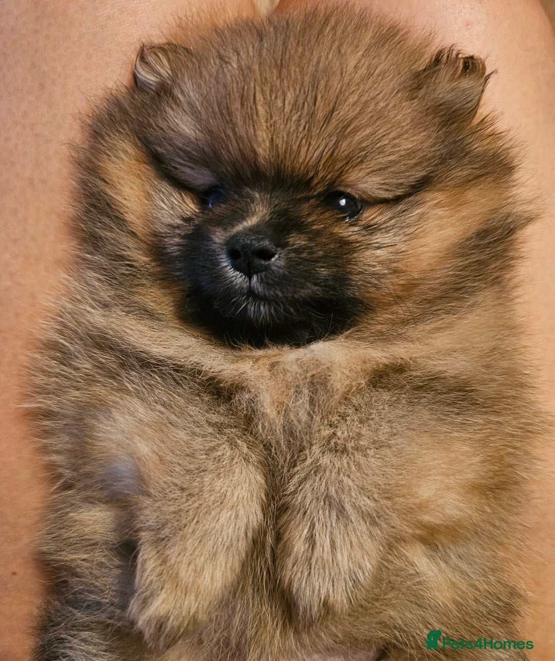 Pomeranian dogs for sale: orange girl 🩷and blue&tan boy 💙available  - Image 3